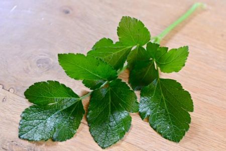 Alexanders Image